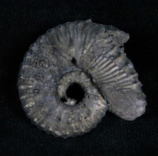 Pyritized Ammonite From Russia - #7289